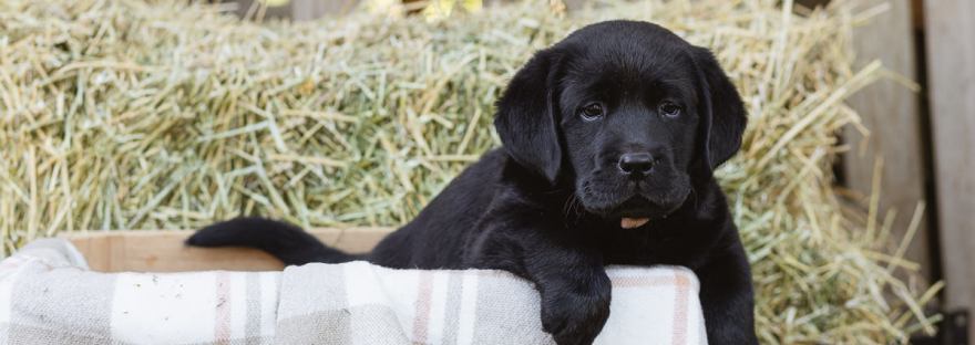 light and airy branding photo shoot photographed at Sedgefield by moi du toi photography