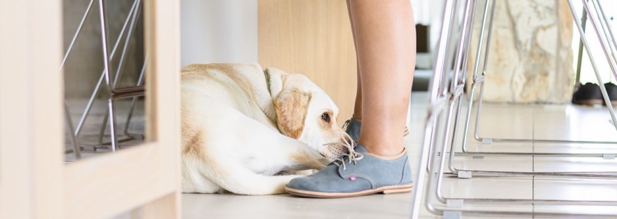 dog lying a womans feet during light and airy slice of life family session at Cola Beach by sedgefield photographer moi du toi